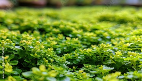 Lush green ground cover with tiny, unfurling leaves in soft focus