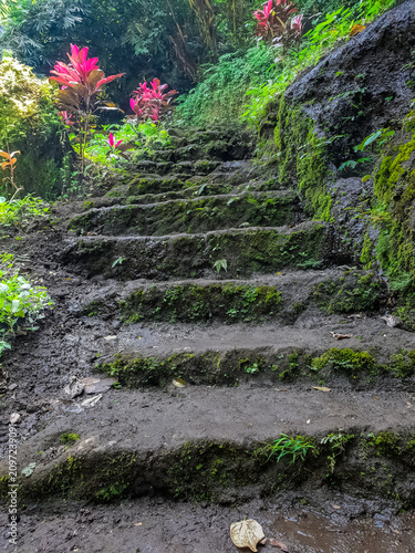 Wet mossy stone steps leading upward through lush tropical jungle with red foliage plants and volcanic rock wall