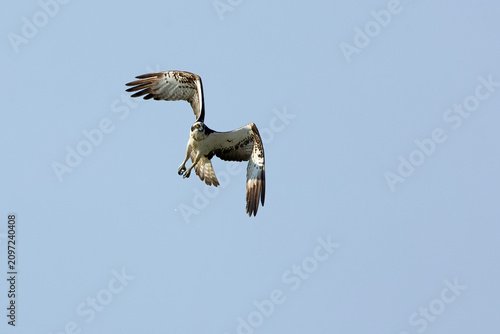 Osprey flying over an estuary in the south of the Iberian Peninsula in the last light of an early summer day