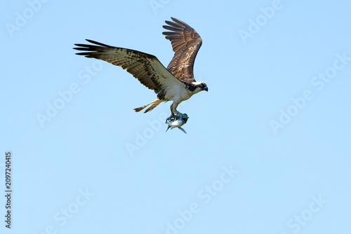 Osprey flying over an estuary in the south of the Iberian Peninsula in the last light of an early summer day