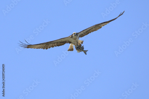 Osprey flying over an estuary in the south of the Iberian Peninsula in the last light of an early summer day
