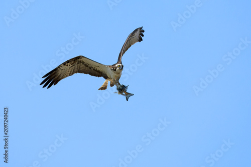 Osprey flying over an estuary in the south of the Iberian Peninsula in the last light of an early summer day
