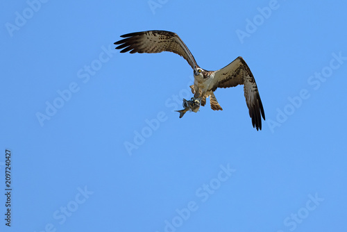 Osprey flying over an estuary in the south of the Iberian Peninsula in the last light of an early summer day