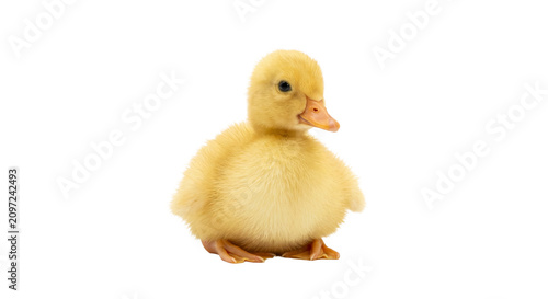 Fotografie Adorable fluffy yellow duckling sitting and looking to the side on a white backg