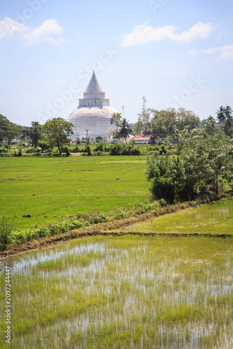 Peaceful White Stupa Amidst Lush Paddy Fields in Sri Lanka