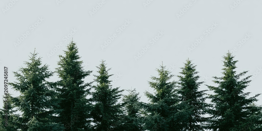 Fototapeta premium Row of dark green evergreen trees against a pale sky