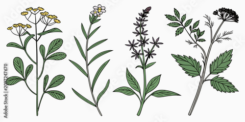 Photos Set of five medicinal plants with white background, detailed botanical white bac