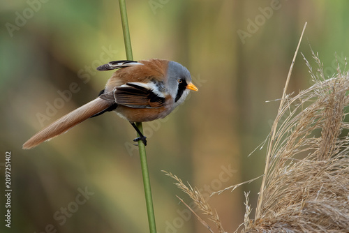 Male Bearded reedling in a wetland in central Spain among bulrush and reed vegetation in the early light of a late spring day