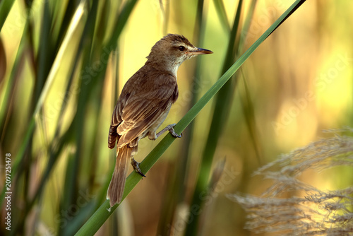 Great Reed Warbler in the bulrush and reed vegetation of a wetland at first light