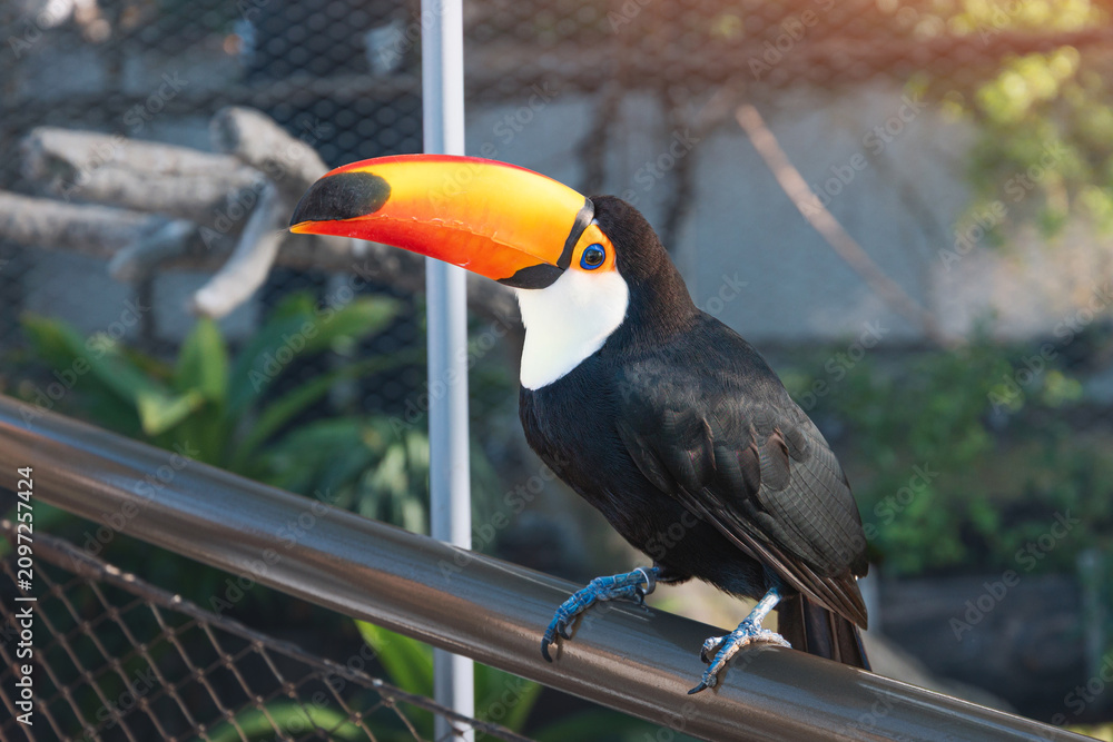 Fototapeta premium Toco toucan, a tropical bird, perching on a railing, showing its characteristic black plumage and orange beak