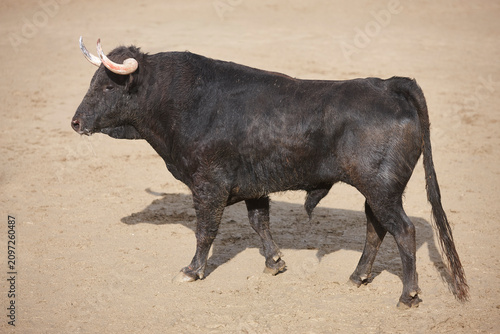 Fotografía Black fighting bull in the arena. Bullring. Toro bravo. Spain