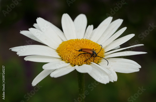 Foto longhorn beetle on an oxeye daisy