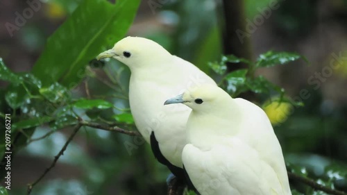 A pair of wild pied imperial pigeons resting together on a tree branch amidst lush green tropical foliage.