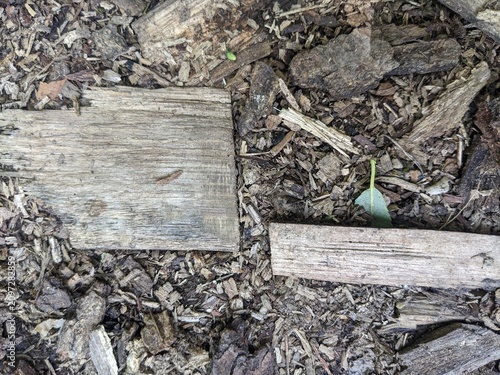 A top-down texture shot of dry, weathered tree bark and wood mulch scattered on the forest floor, ideal for rustic or natural backgrounds
