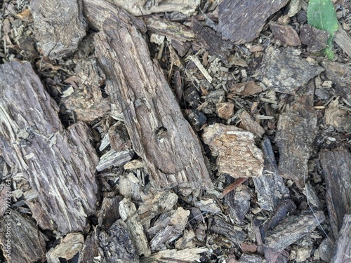 A top-down texture shot of dry, weathered tree bark and wood mulch scattered on the forest floor, ideal for rustic or natural backgrounds