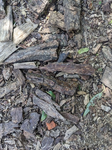 A top-down texture shot of dry, weathered tree bark and wood mulch scattered on the forest floor, ideal for rustic or natural backgrounds