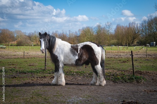 Fotografie Beautiful black and white gypsy vanner horse standing still in a sunny field whi