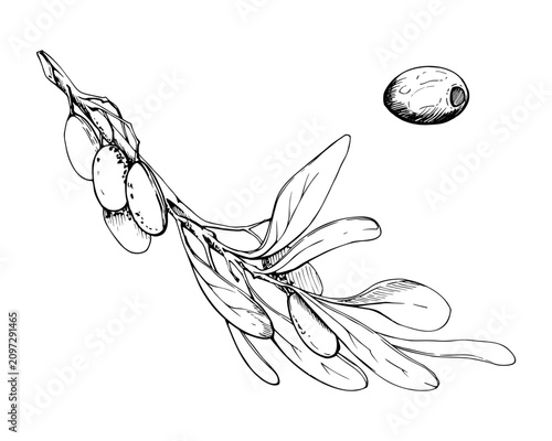 Fruiting olive branch with detailed elongated leaves on stem, natural structure. Hand drawn pencil illustration. Botanical studies, food packaging, Mediterranean publications, Aegean garden references