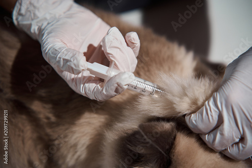 Foto Dedicated vet uses a medical syringe to deliver preventative medication and admi