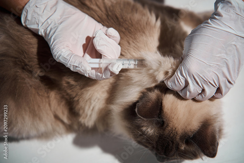 Obraz na plátně Female veterinarian carefully uses a syringe to administer a subcutaneous inject
