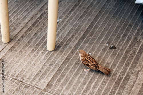 Photography A sparrow runs along the ribbed surface of a cafe's chair legs