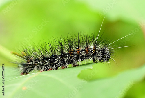 Obraz na płótnie Macro shot of a fuzzy black hairy caterpillar crawling on a green leaf