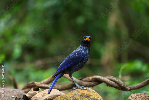 Blue Whistling Thrush (Myophonus caeruleus) forages on rocks in the shady and lush environment of the Tham Pha Phon Wildlife Sanctuary, Phitsanulok Province, Thailand.
