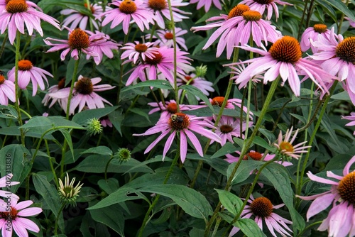 one visiting bee in the coneflower section of the garden