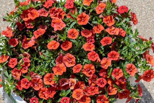 planter full of orange million bells blooms in the morning sun