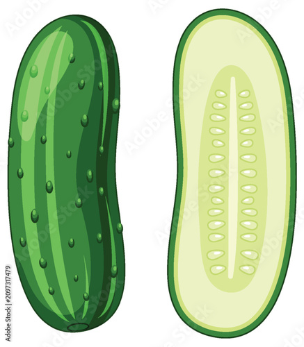 Fresh Green Cucumber Vector Illustration with Whole and Sliced Half