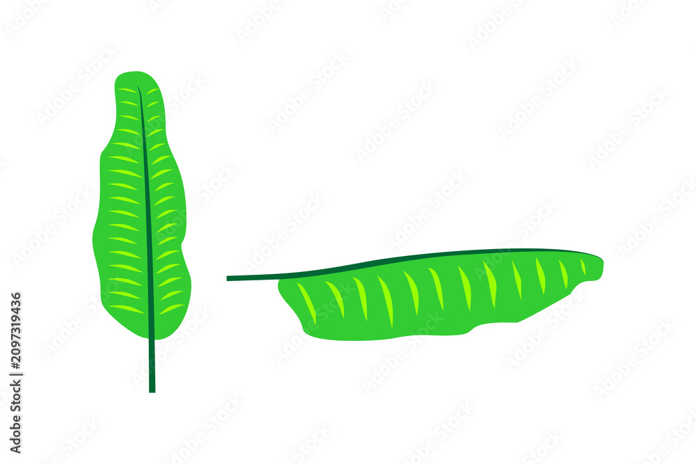 Obraz premium Vector leaf image, suitable for logo designs for herbal medicine, *jamu* (traditional herbal tonic), and traditional beverage companies, as well as for packaging, illustrations, banners, posters, and 
