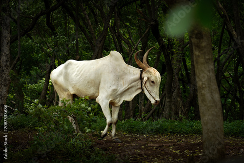 White Zebu Cattle Walking Through Lush Forest in India