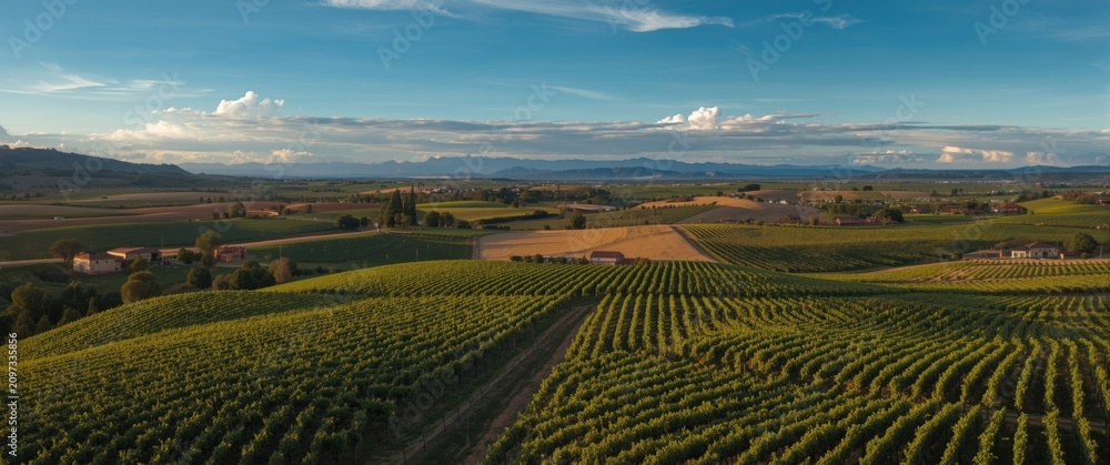 Obraz premium Vast Vineyard Landscape Under a Blue Sky with Rolling Hills