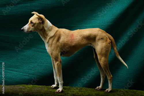 Indian Pariah Dog Standing in Profile Against Green Background