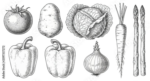 Foto Vintage hand drawn vegetable set, 9 engraved garden vegetables vector, retro ske