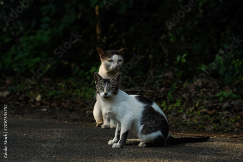 Two Domestic Cats Sitting on a Quiet Road with Natural Green Background