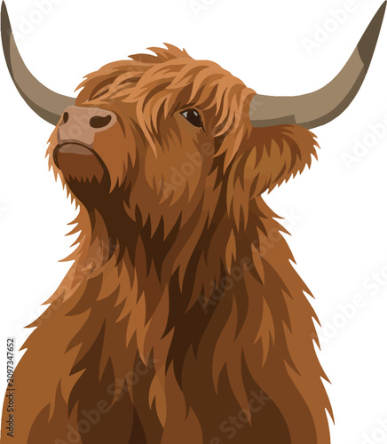 Highland cow with shaggy horns head tilted upward in three‑quarter view, rustic livestock illustration, flat vector illustration for agricultural infographic, farm website banner, education poster