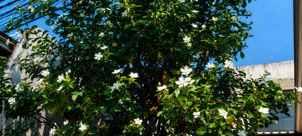 Fototapeta premium Healthy green tree growing in a residential garden under bright sunlight.