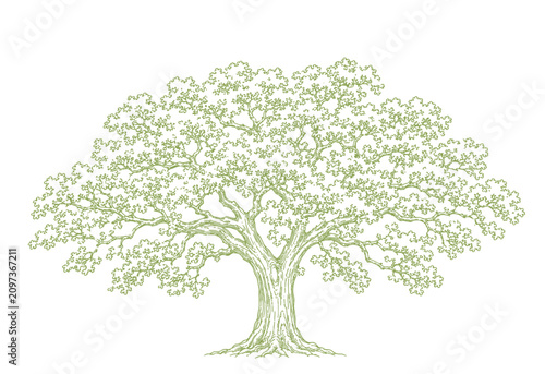 Foto Grand green outline drawing of a sprawling oak tree with thick trunk and an expa