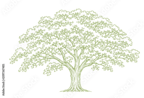 Schilderij op canvas Sturdy green outline illustration of a mature deciduous tree with a dense, round