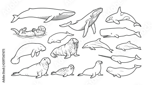 Marine mammal line art collection, 15 aquatic animal vector icons, hand drawn whale and seal illustrations for educational coloring books