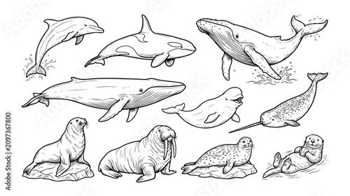 Hand drawn marine mammals collection, black and white whale and dolphin line art, 10 aquatic animal vector illustrations for coloring books