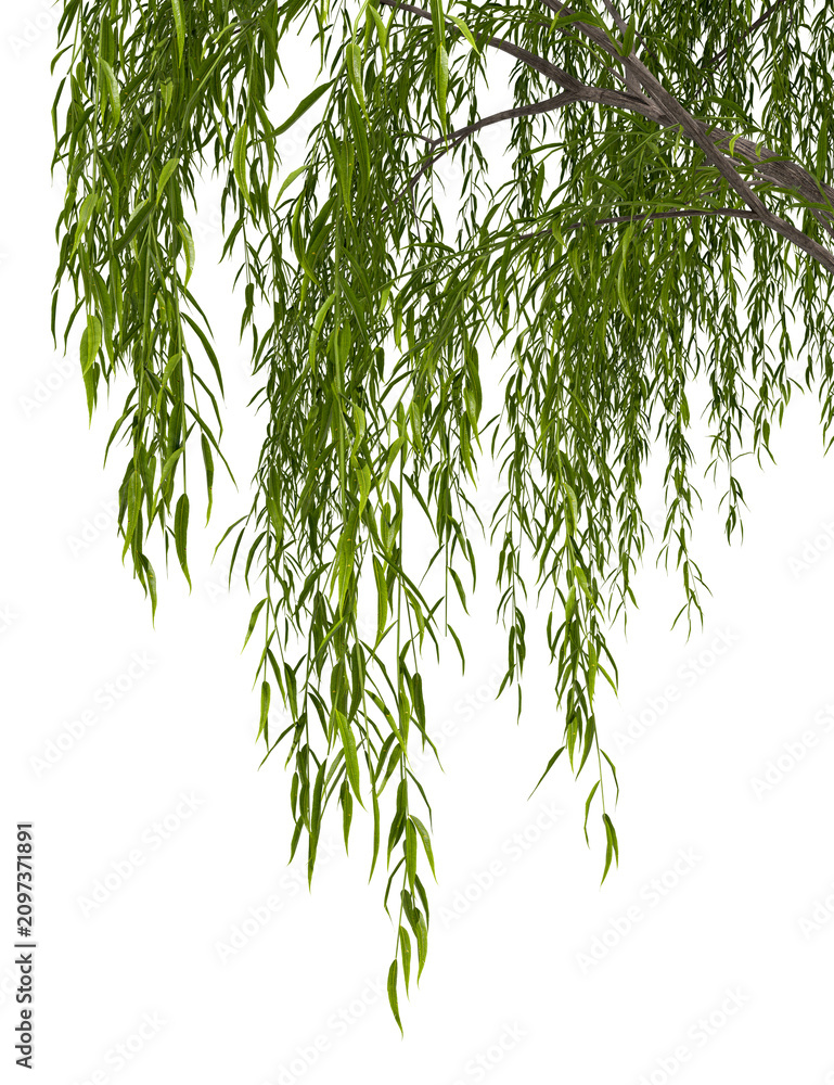Fototapeta premium Isolated weeping willow trees branches on transparent backgrounds 3d illustrations png