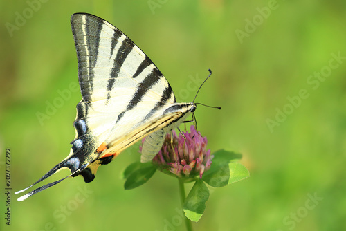Butterfly on flower, Scarce swallowtail, Iphiclides podalirius