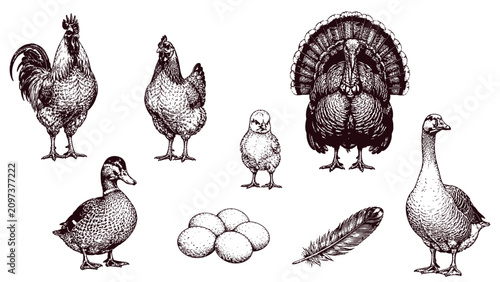 Farm poultry collection with rooster, hen, chick, turkey, duck, goose, eggs and feather in vintage engraving style