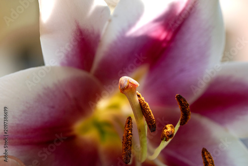 фотографія Conceptual Macro of Lily Pistil and Stamens with Pareidolia and Symbolic Associa
