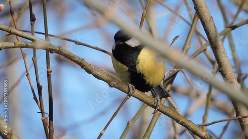 Portrait of a great tit eats on a branch of a tree in winter