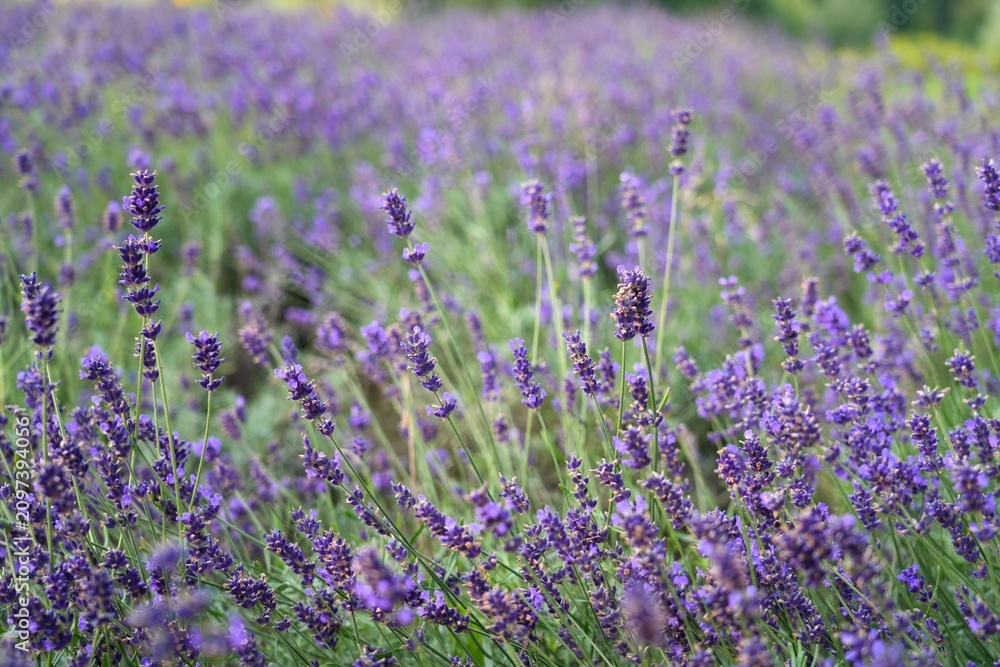 Fototapeta premium Lavender background. Perennial herb plant in a park in Chorzow, Poland.