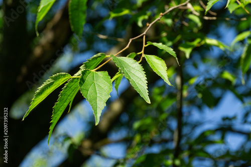 Close-up view of Celtis australis tree branch with glossy leaves against blue sky in City park Krasnodar, Galitsky park