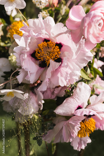 Принти на полотні Macro detail of large blooming pink peonies with yellow stamens in wedding floral arrangement